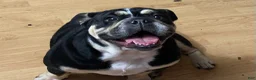 English Bulldog dogs for sale: Coco - Ad 6