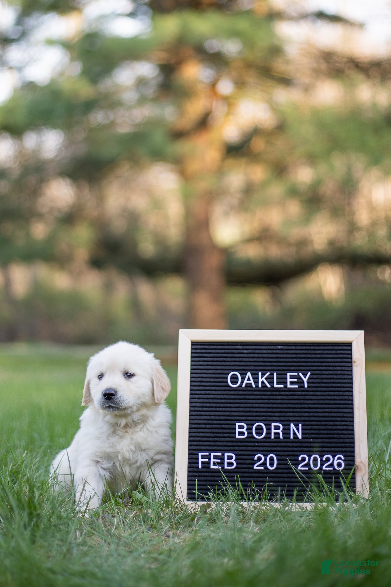 Golden Retriever dogs Oakley - Ad 1