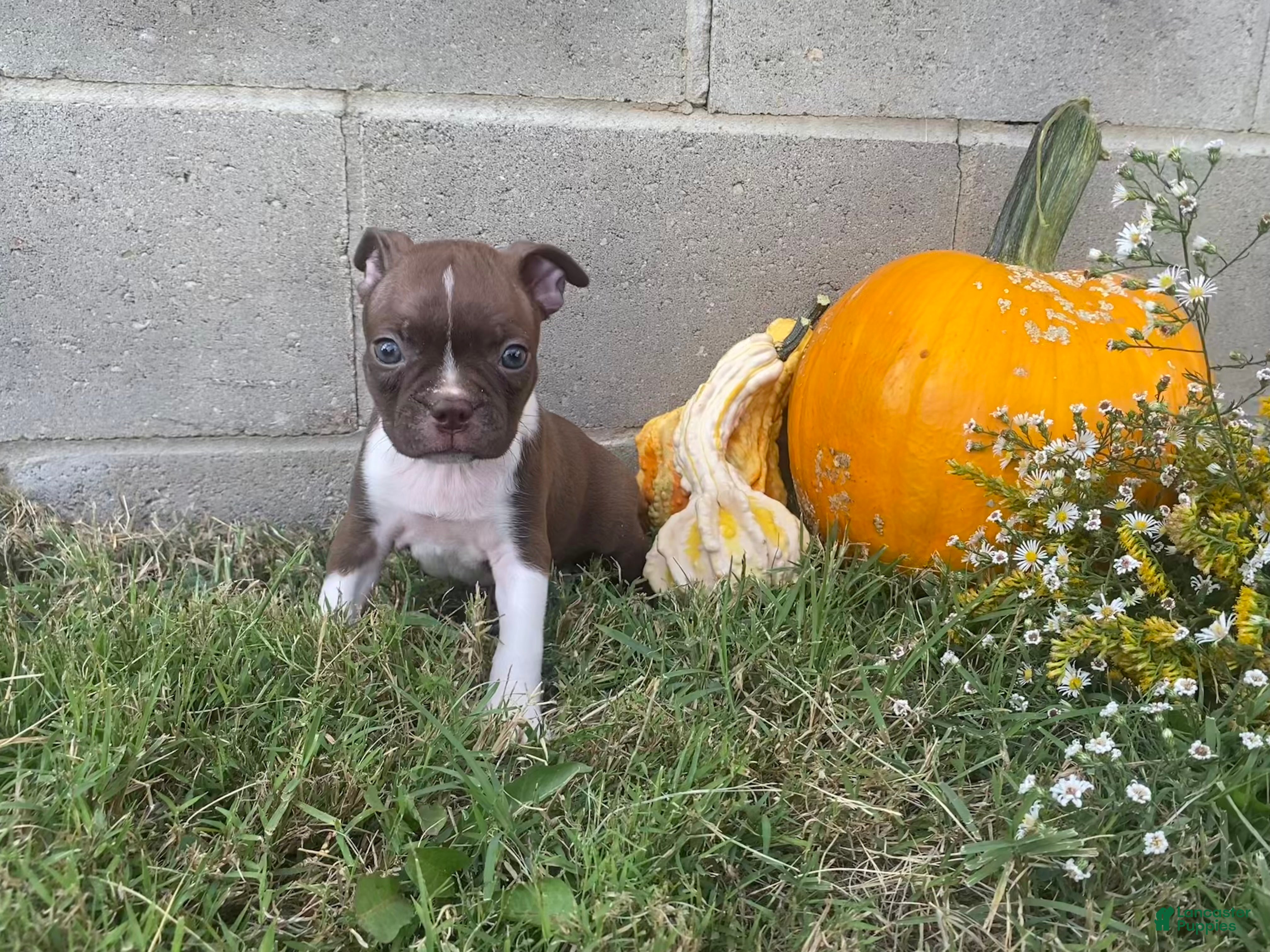 Boston Terrier dogs Lolly - Ad 40