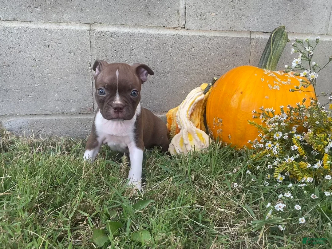 Boston Terrier dogs for sale: Lolly - Ad 1