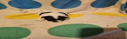 Chihuahua dogs for sale: Emma - Ad 11