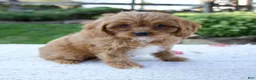 Cavapoo dogs for sale: Everly - Ad 4
