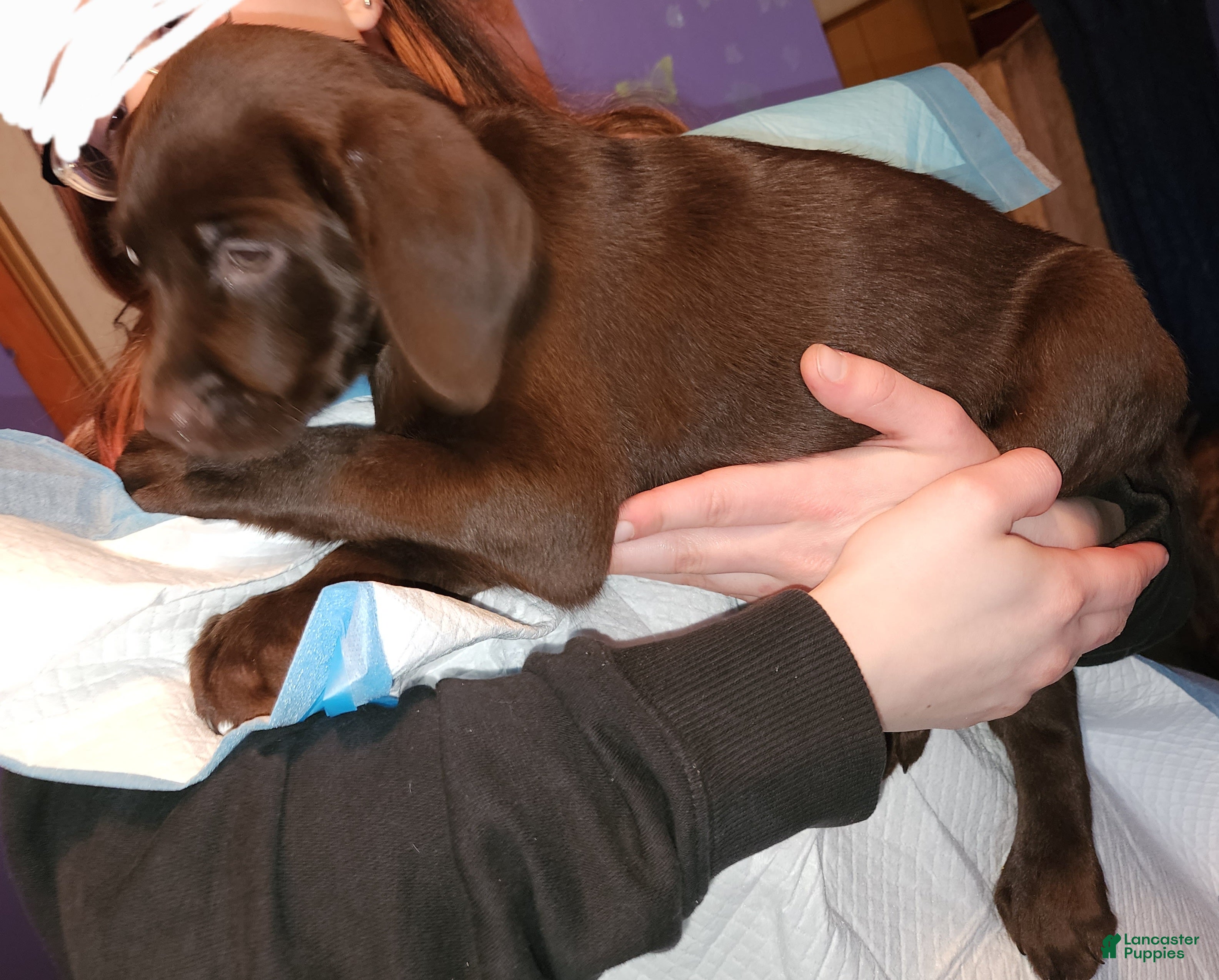 Labrador Retriever dogs Labrador Retriever Puppy "PEARL" - Ad 15