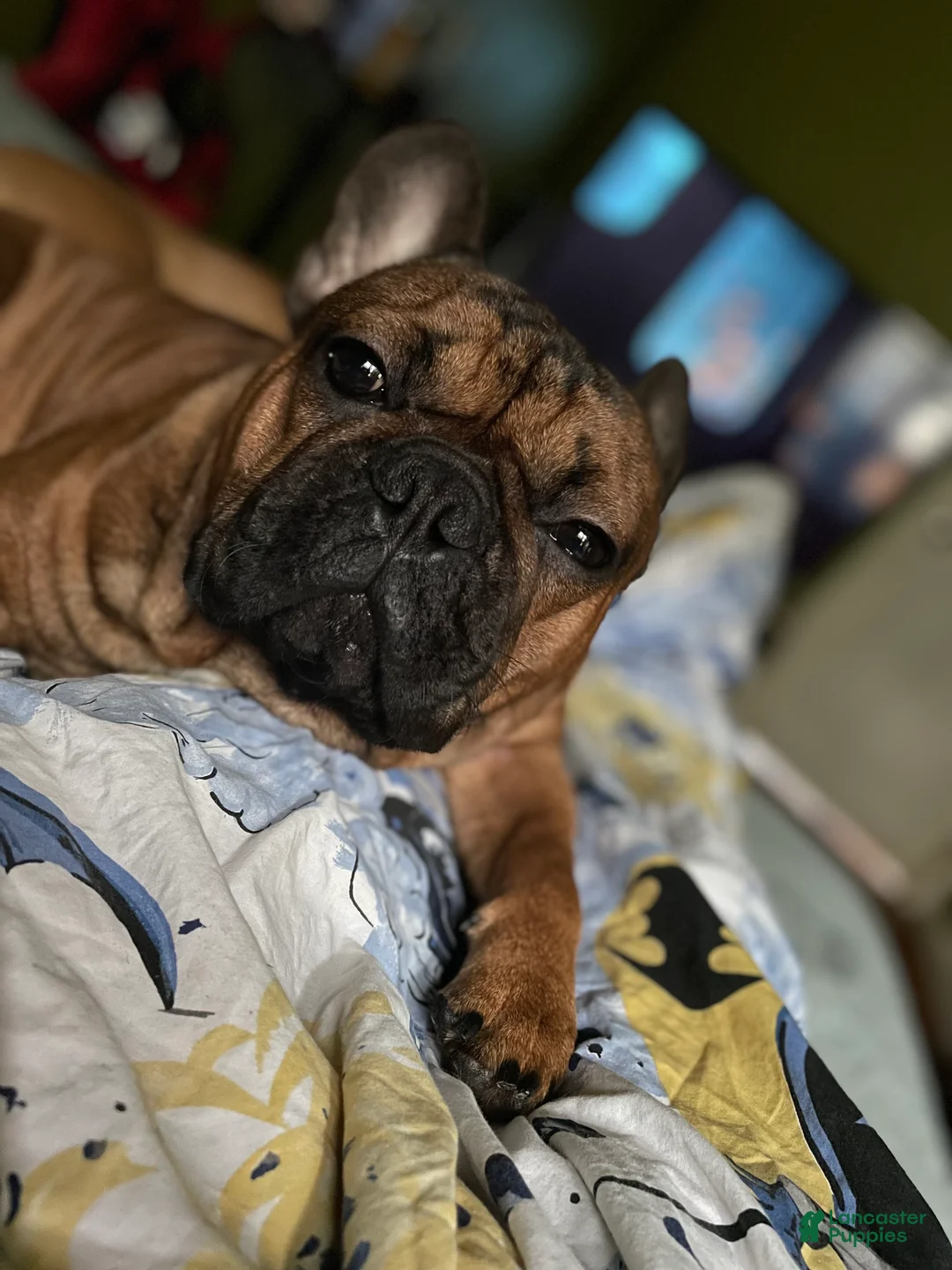 French Bulldog dogs for sale: Napoleon  - Ad 2