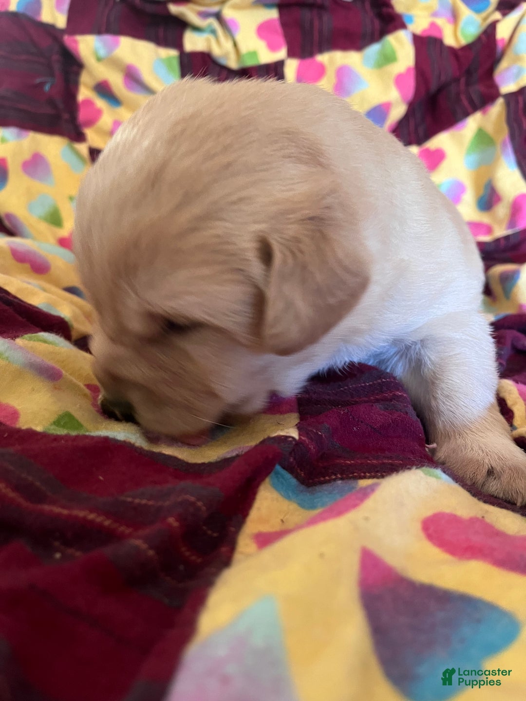 Labrador Retriever dogs for sale:  Puppy 2 - Ad 2