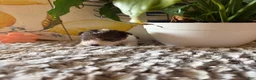 Wire Fox Terrier dogs for sale: Gazelle - Ad 4
