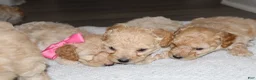 Miniature Poodle dogs for sale: Miniature Poodle Puppy 3 - Ad 10