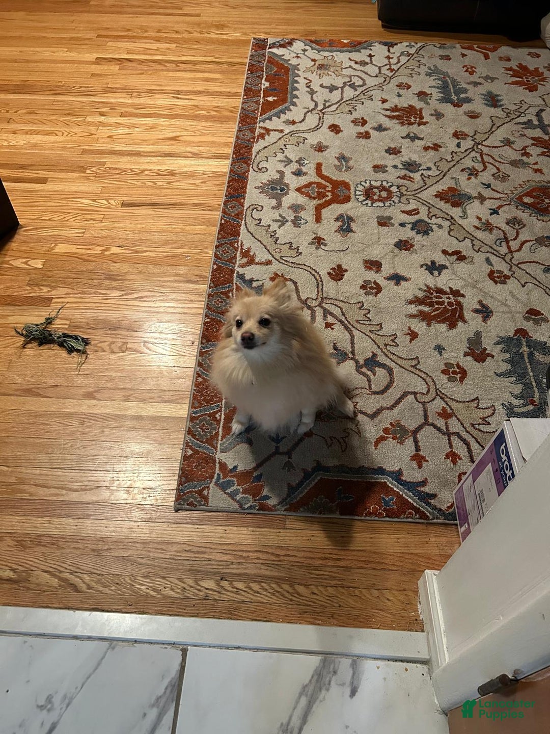 Pomeranian dogs for sale: Pomeranian Puppy 1 - Ad 22