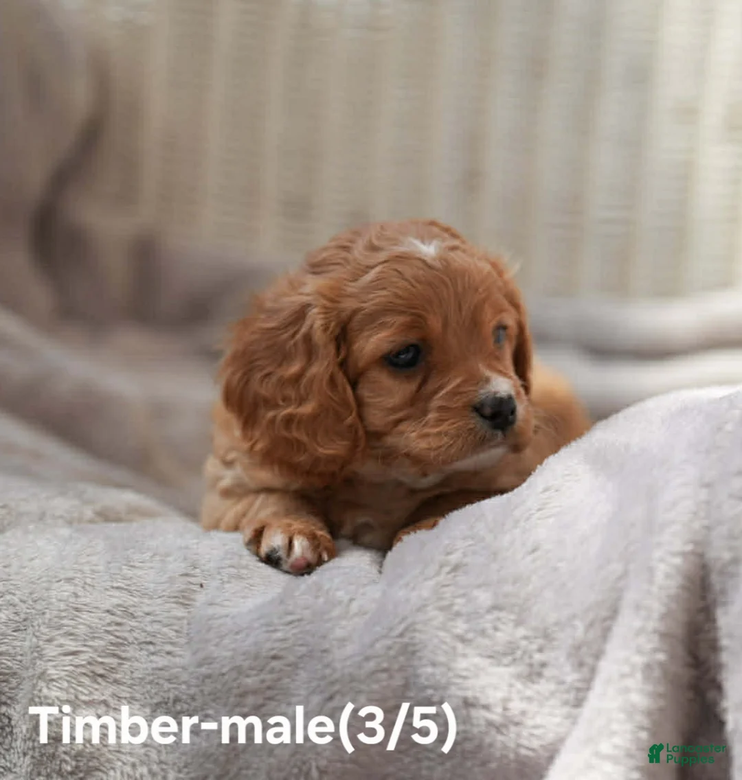Cavapoo dogs for sale: TIMBER - Ad 2