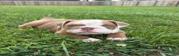 Mixed Breed dogs for sale: Lucy - Ad 4