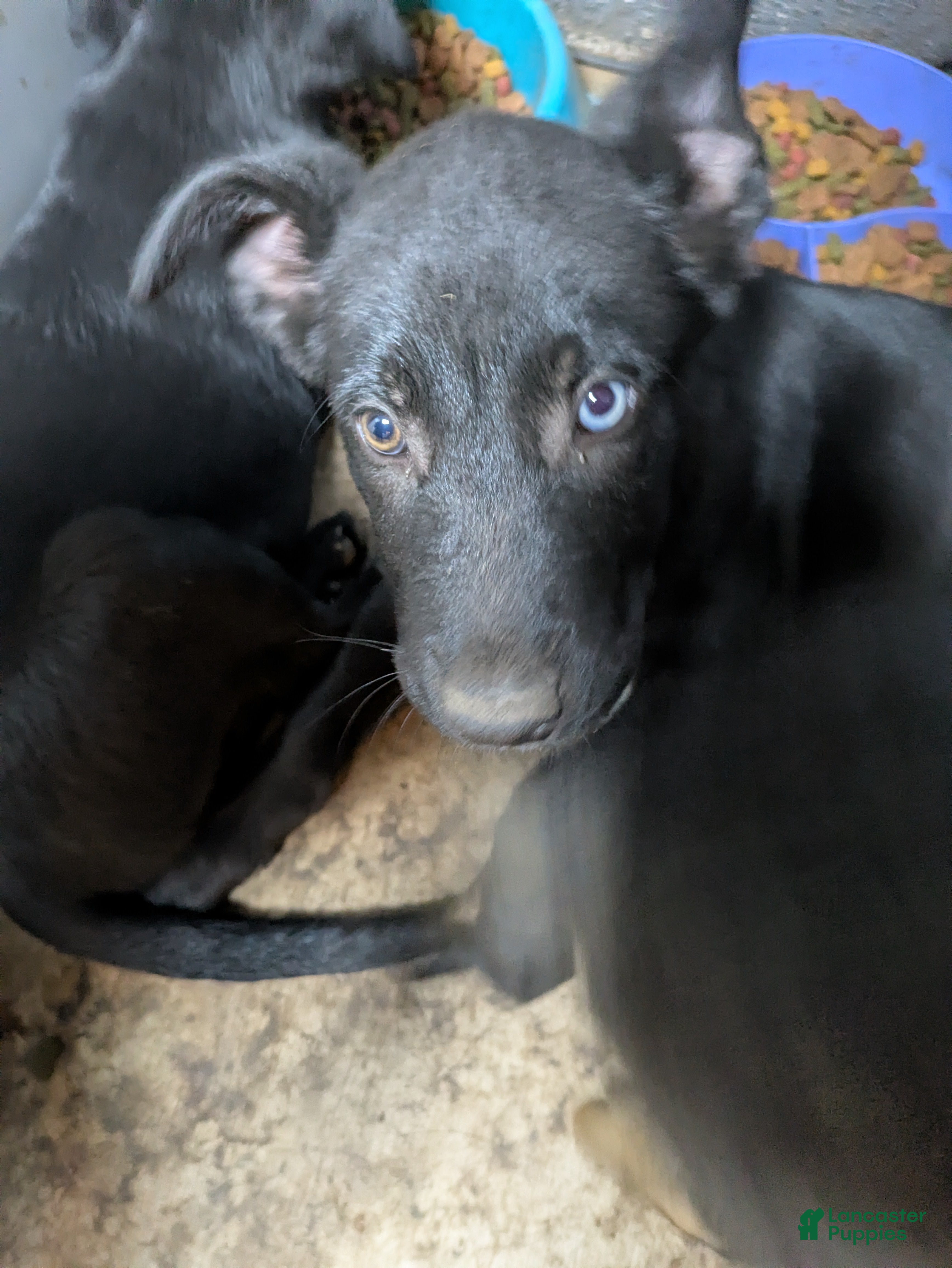 Mixed Breed dogs Mixed Breed Puppy 1 - Ad 5