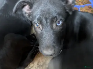 Mixed Breed dogs Mixed Breed Puppy 1 - Ad 5