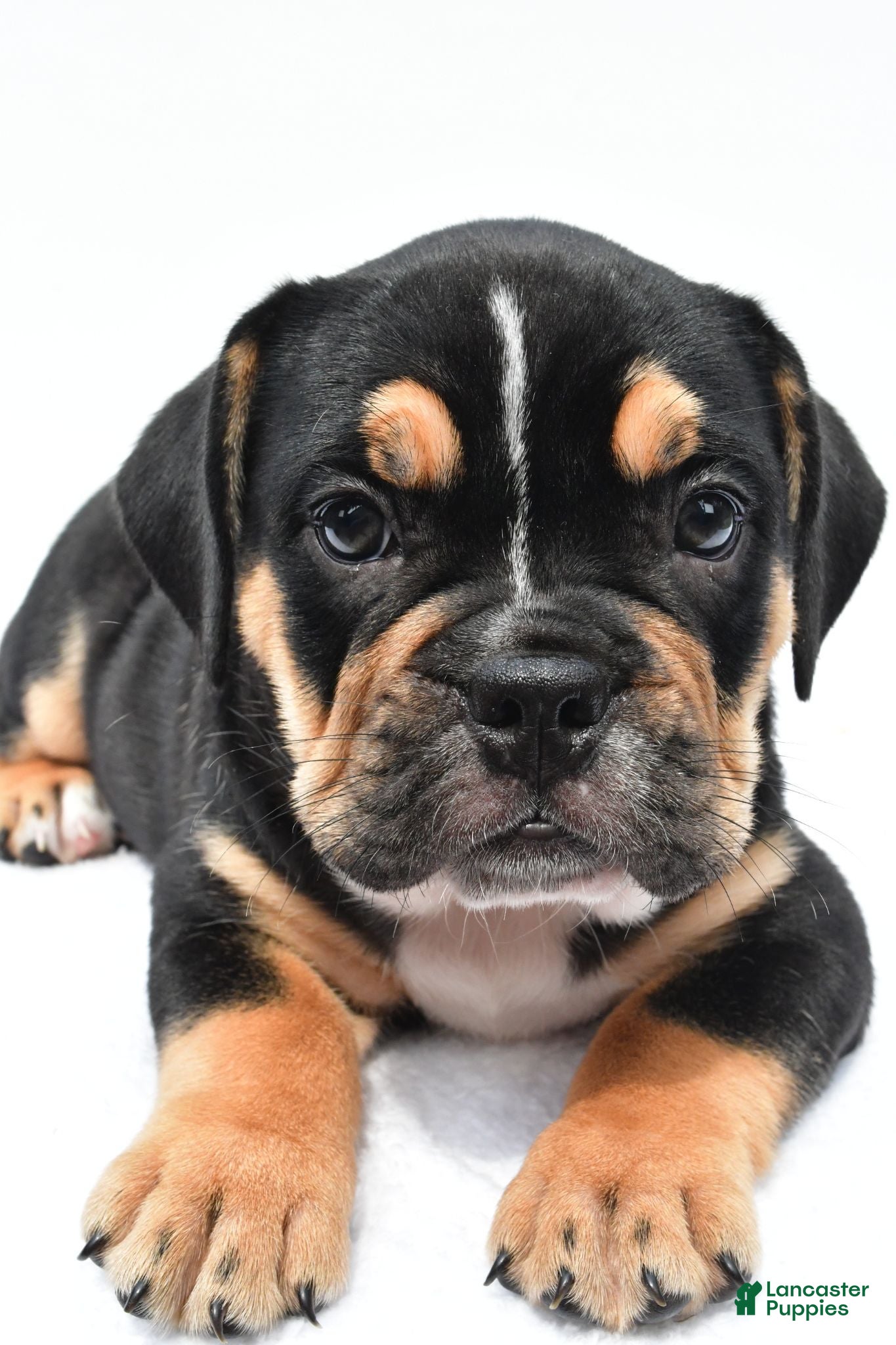 Beabull dogs Jenny - Ad 1
