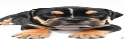 Beabull dogs for sale: Jenny - Ad 1