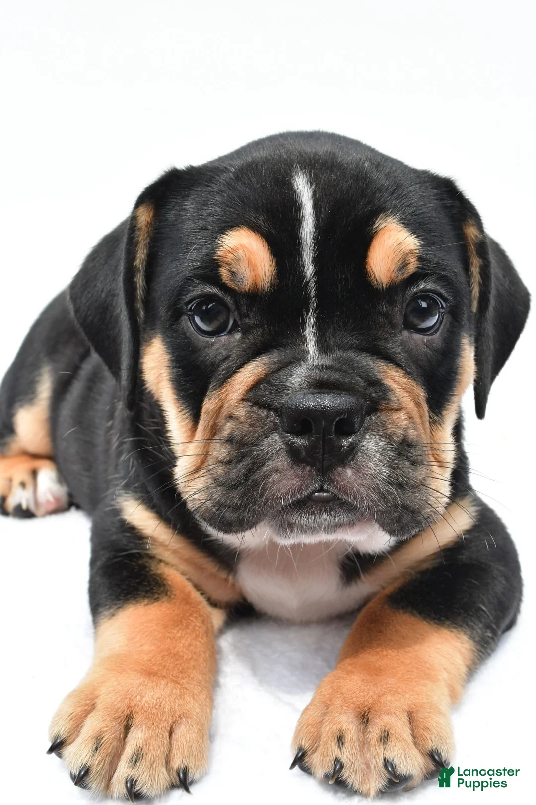 Beabull dogs for sale: Jenny - Ad 1