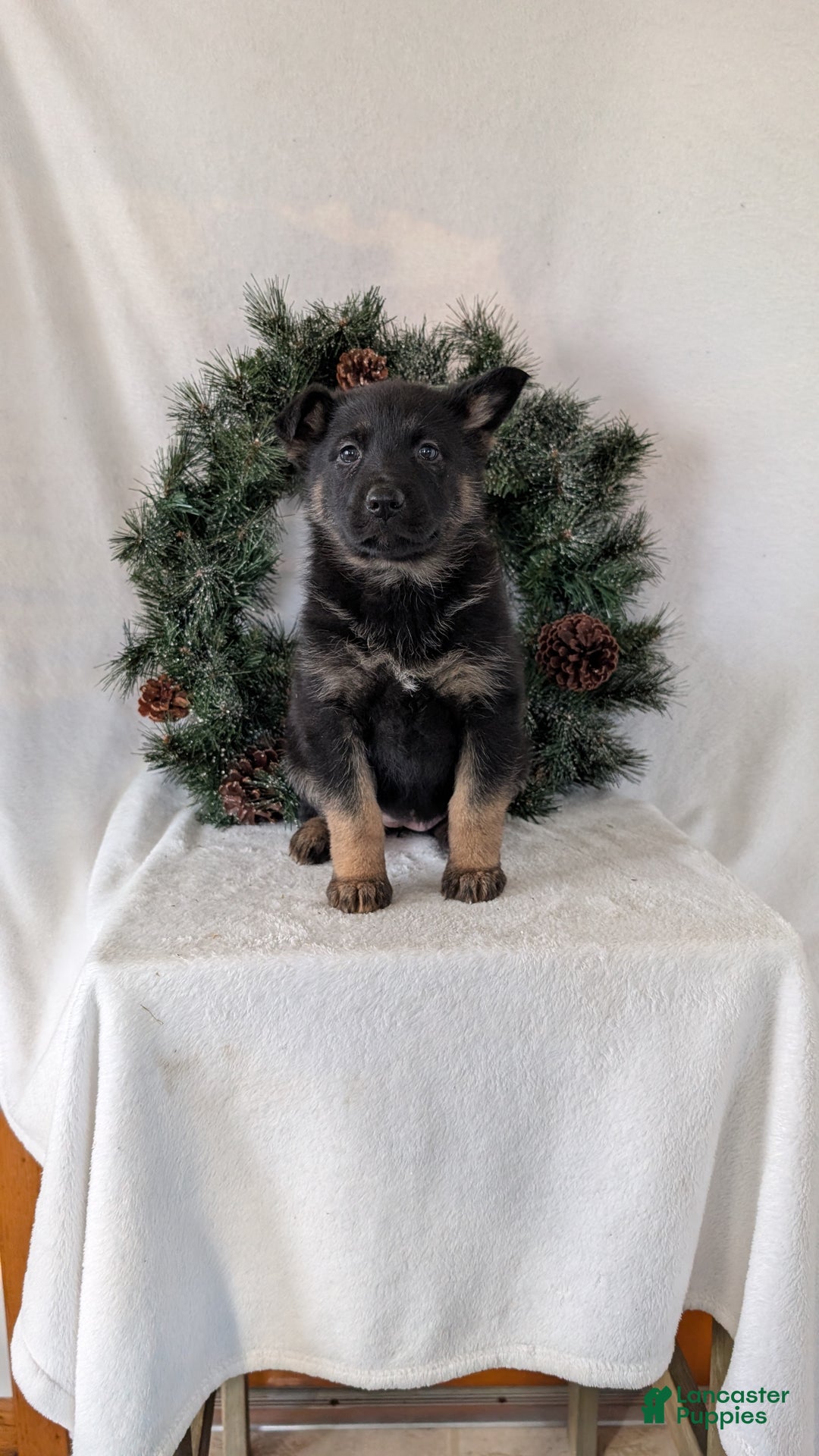 German Shepherd dogs for sale: Easton  - Ad 5