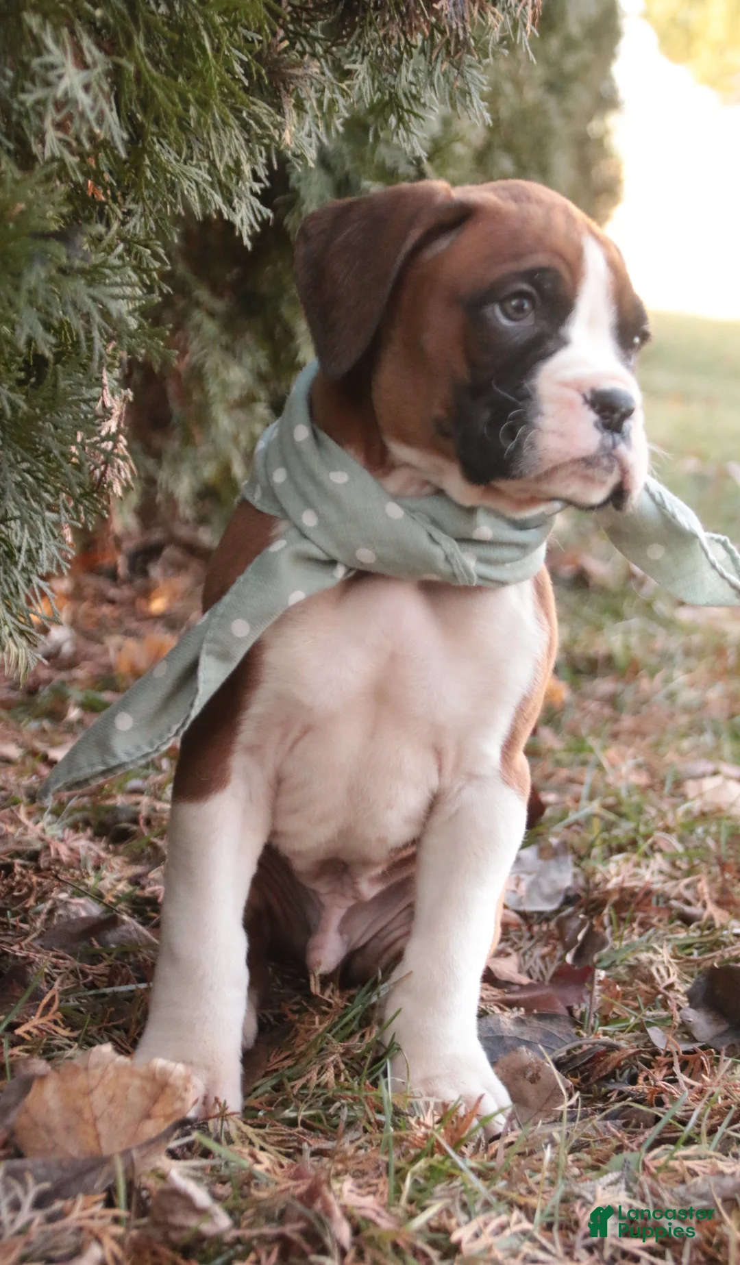 Boxer dogs for sale: Asher - Ad 6
