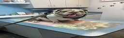 English Bulldog dogs for sale: Layla - Ad 4