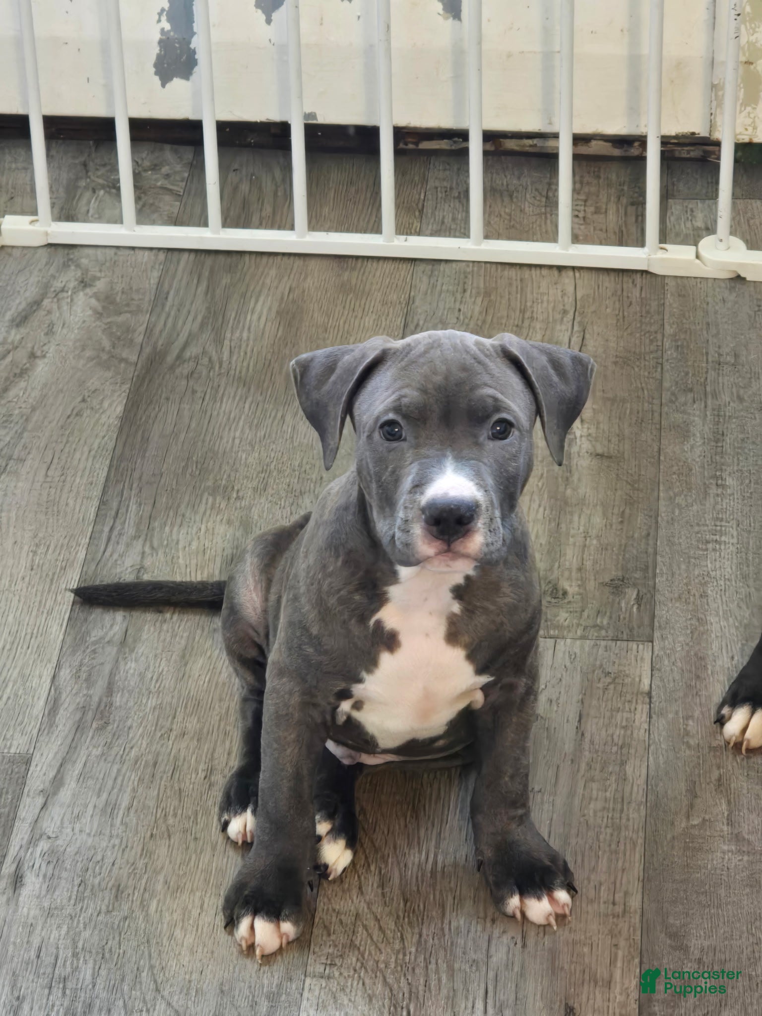 American Pit Bull Terrier dogs for sale: Princess - Ad 8