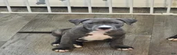 American Pit Bull Terrier dogs for sale: Princess - Ad 1
