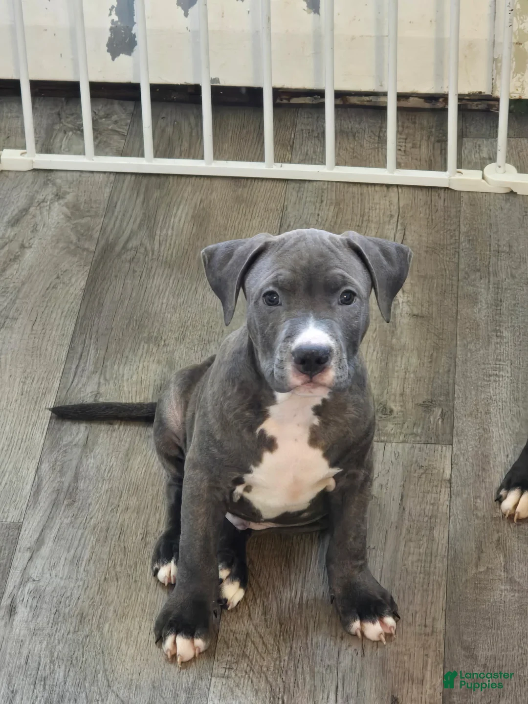 American Pit Bull Terrier dogs for sale: Princess - Ad 1