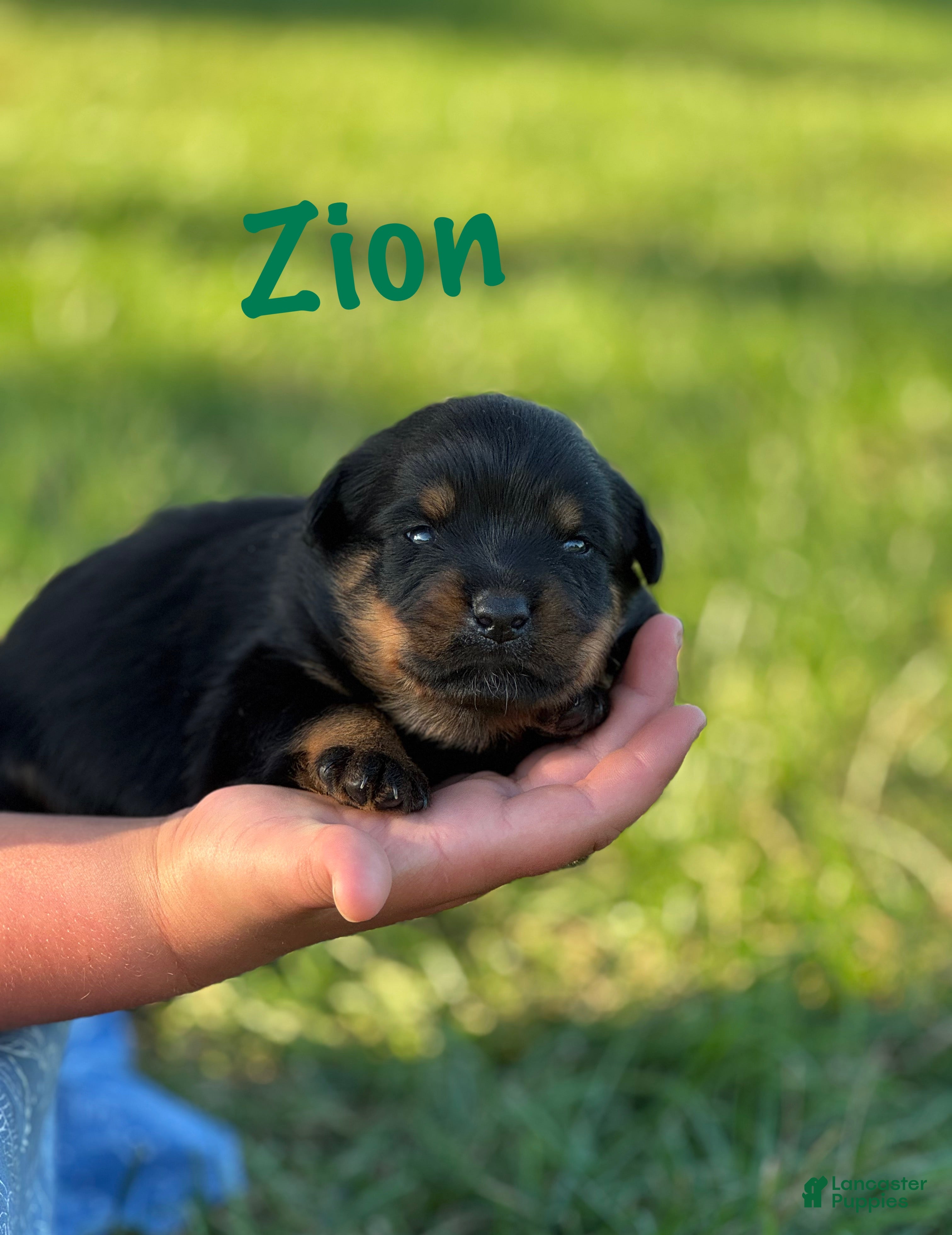 Rottweiler dogs Zion w LONG TAIL  - Ad 2