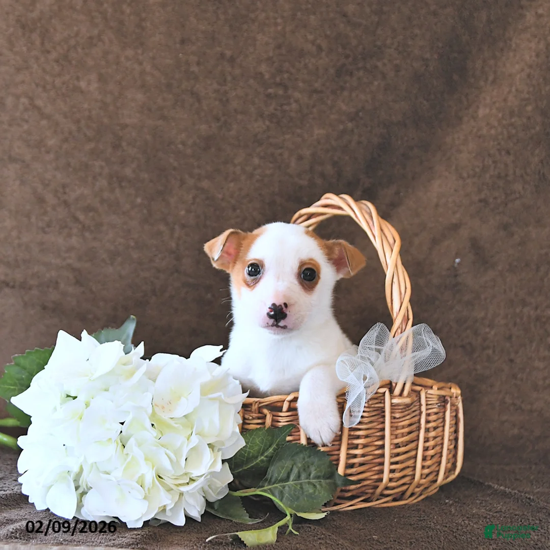 Jack Russell Terrier dogs for sale: Bandit - Ad 1