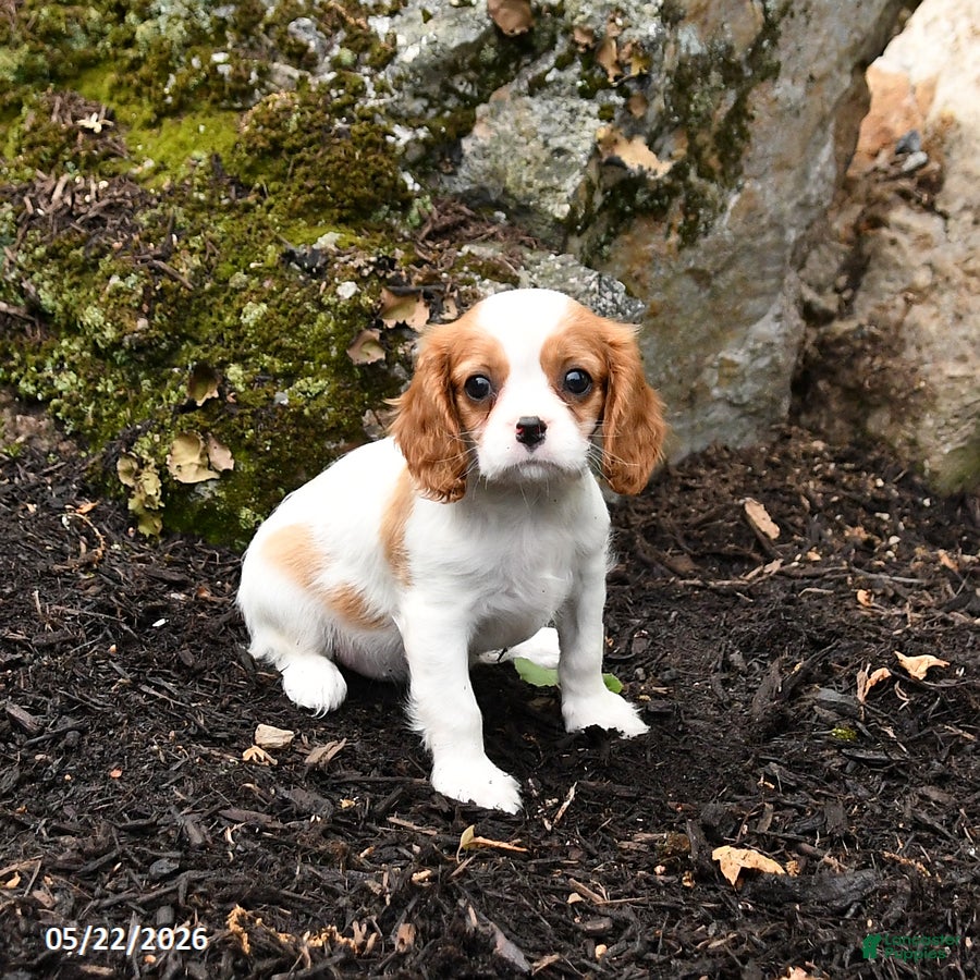 Cavalier King Charles Spaniel dogs Dixie - Ad 2