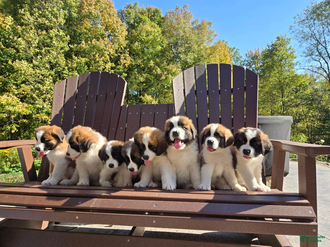 Saint Bernard dogs for sale: Journey - Ad 10