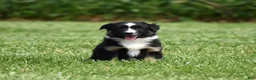 Miniature Australian Shepherd dogs for sale: Piper - Ad 8