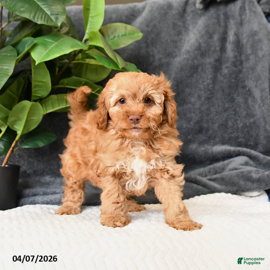 Cavapoo dogs Bailey - Ad 1