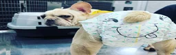 French Bulldog dogs for sale: French Bulldog Puppy 2 - Ad 2