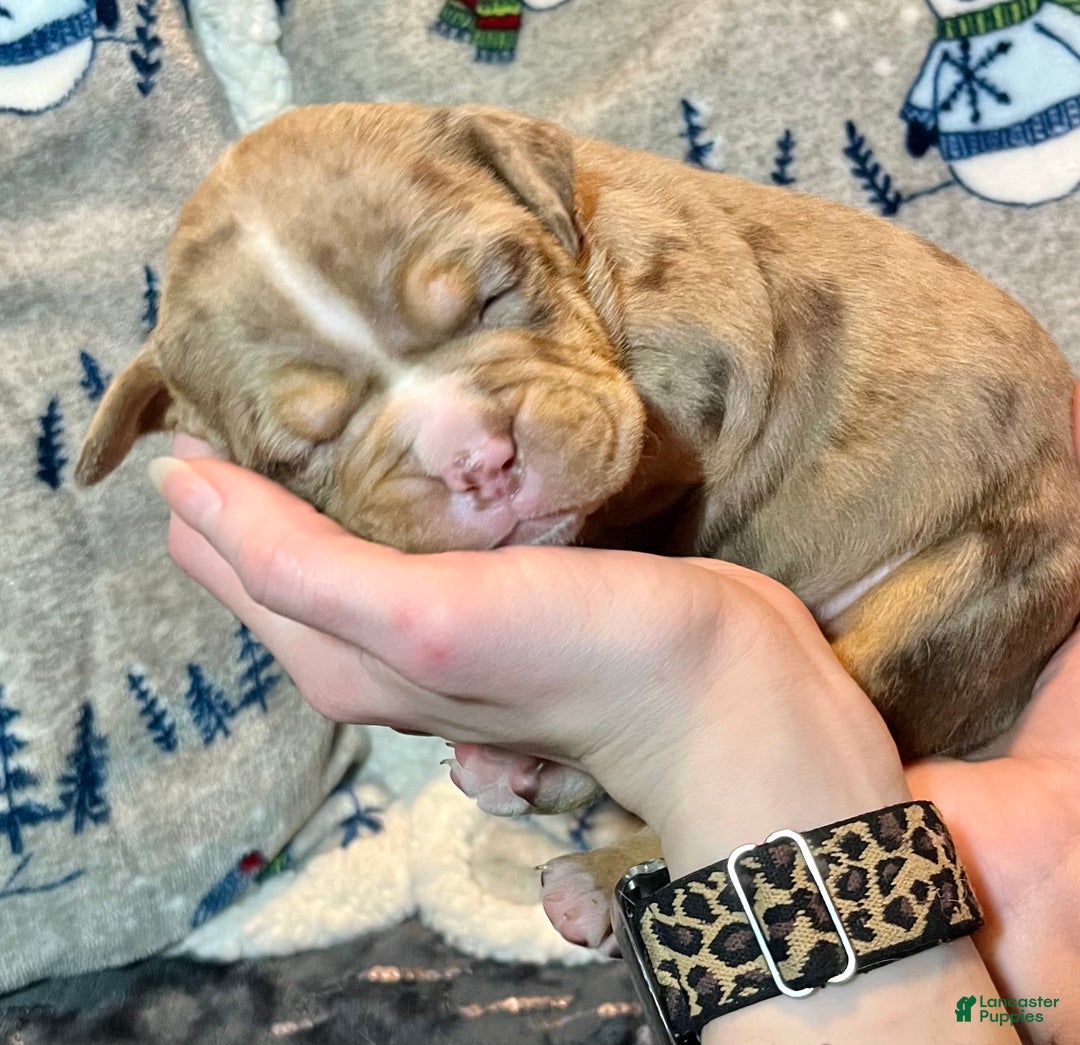 Olde English Bulldogge dogs for sale: Beth  - Ad 11