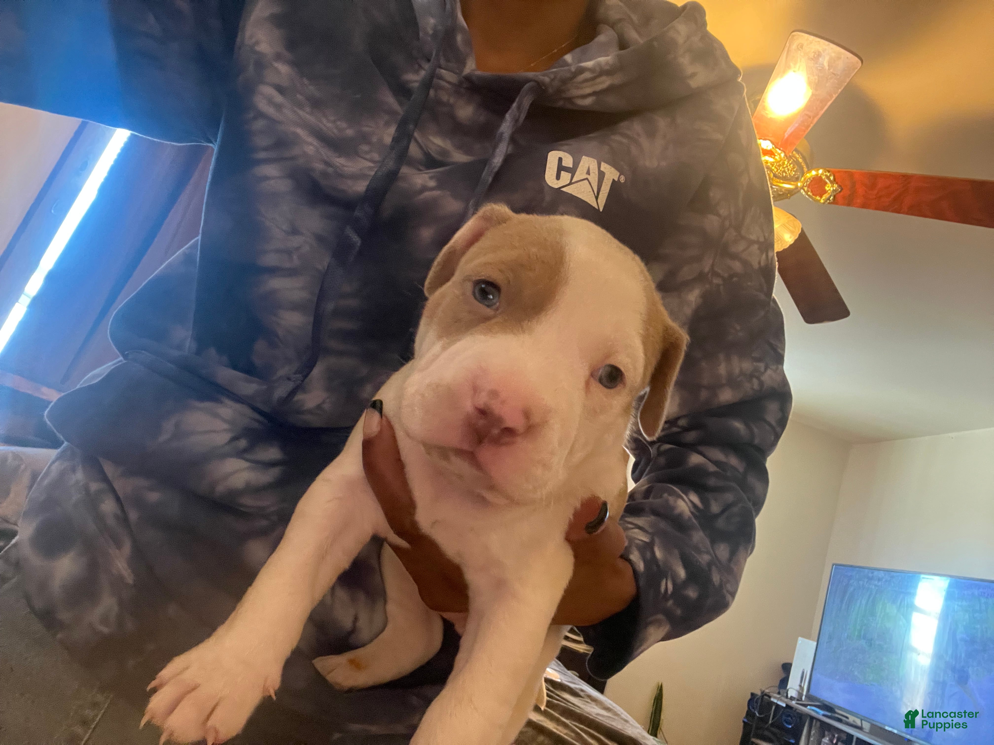 American Bully dogs American Bully Puppy 1 - Ad 1
