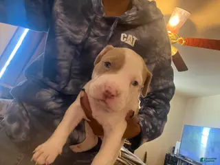 American Bully dogs for sale: American Bully Puppy 1 - Ad 2