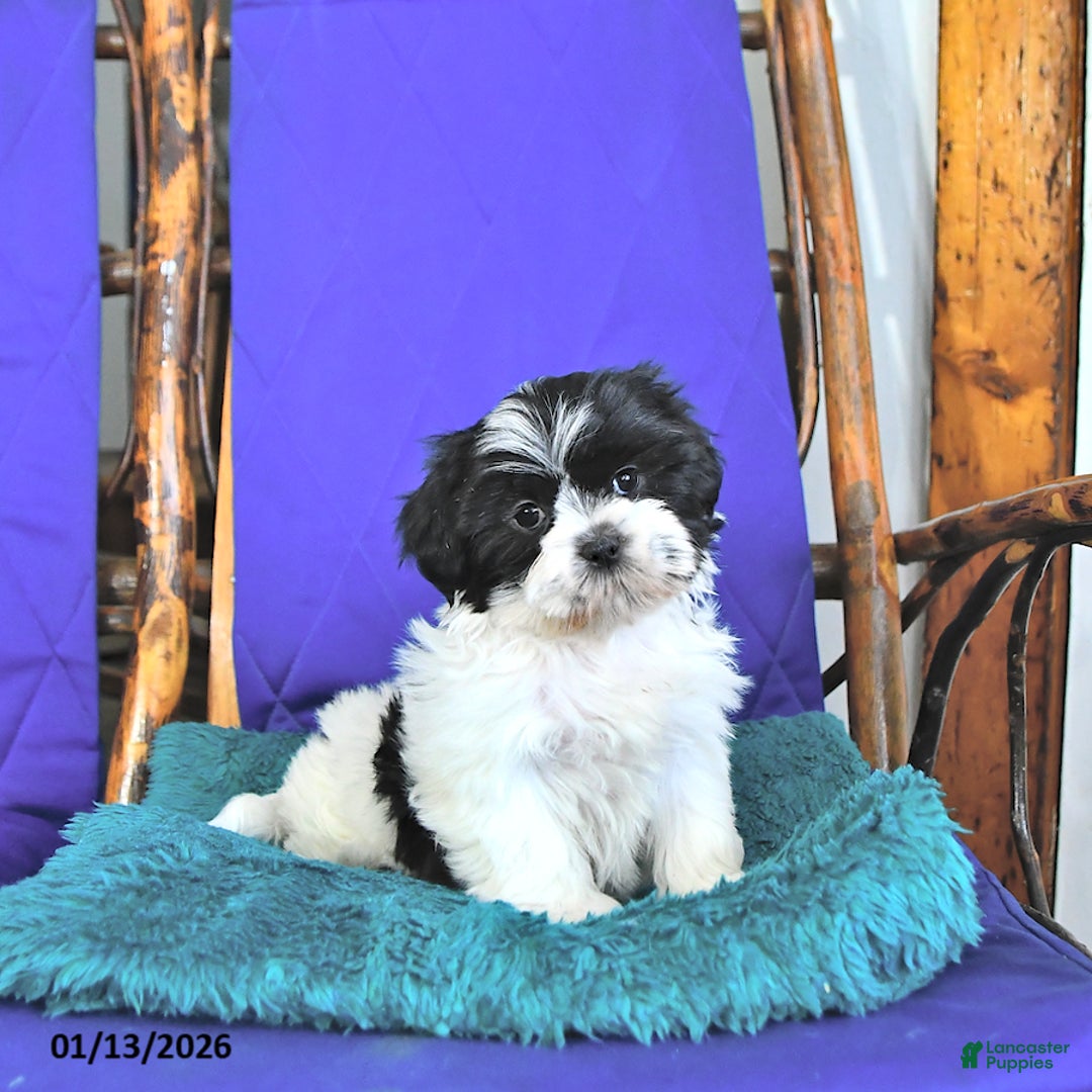 Shih Tzu dogs for sale: Frisky - Ad 1