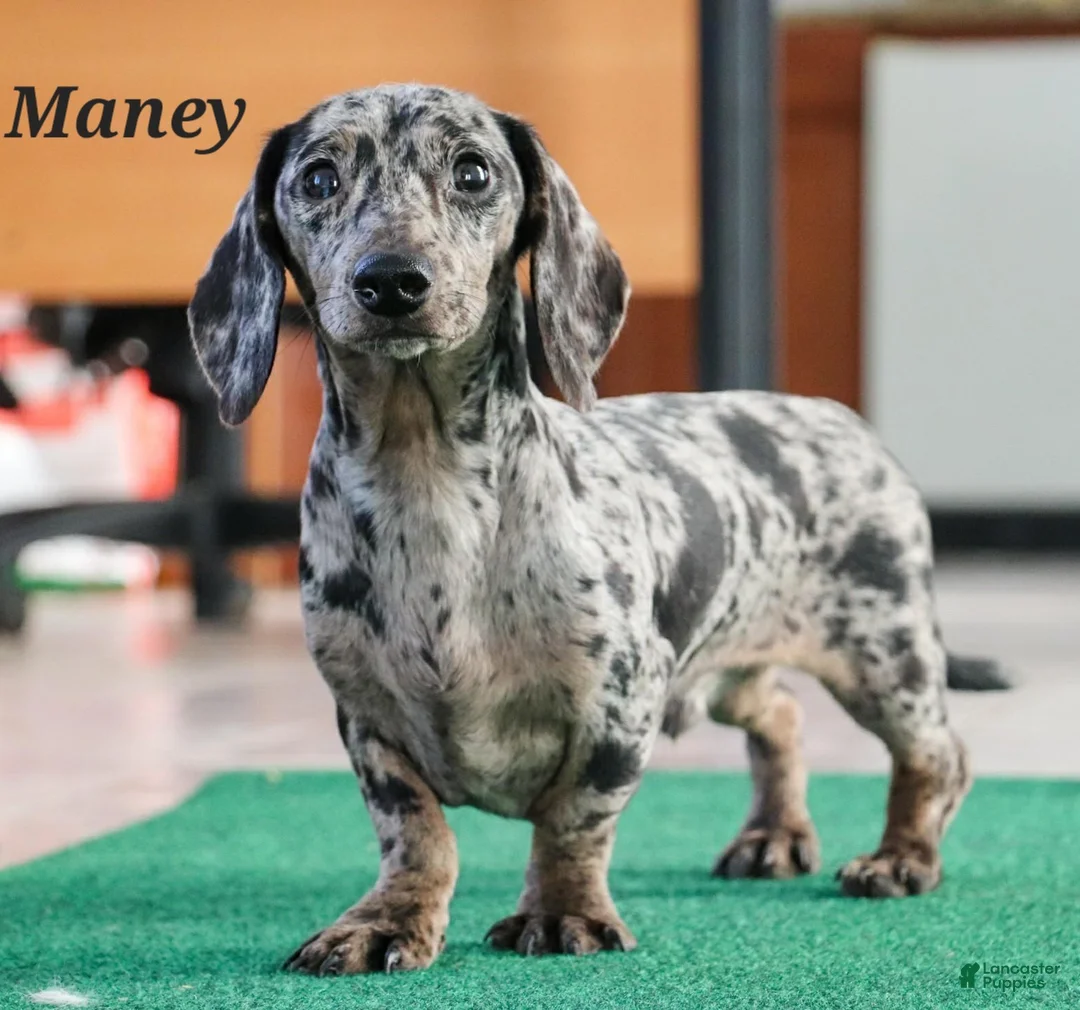Miniature Dachshund dogs for sale: Jett ⚽️ - Ad 12