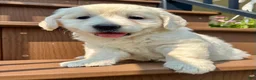 Golden Retriever dogs for sale: Queenie English Cream  - Ad 1