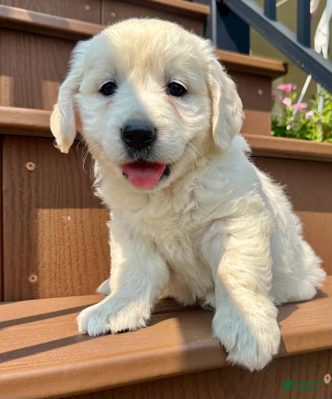 Golden Retriever dogs for sale: Queenie English Cream  - Ad 1