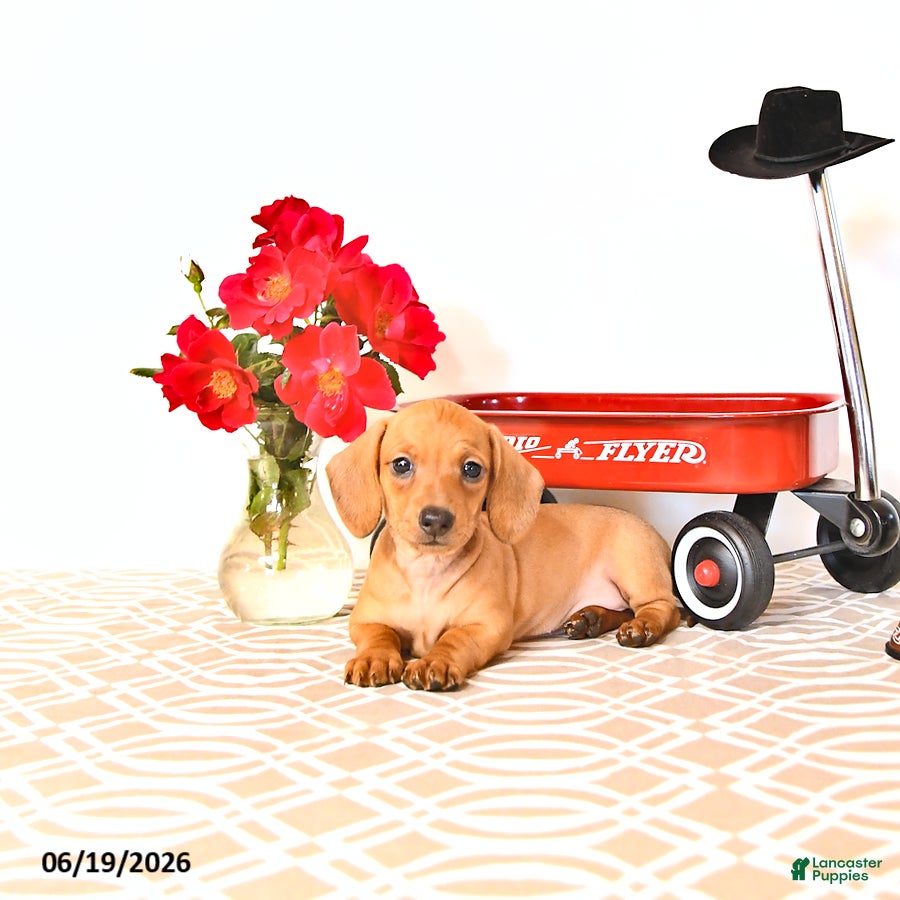 Miniature Dachshund dogs Shanda - Ad 2