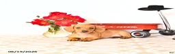 Miniature Dachshund dogs for sale: Shanda - Ad 2