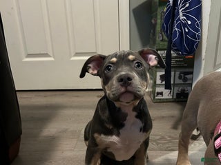 American Bully dogs - Ad 13