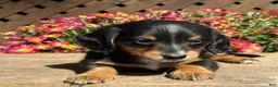 Miniature Dachshund dogs for sale: Lucky - Ad 6