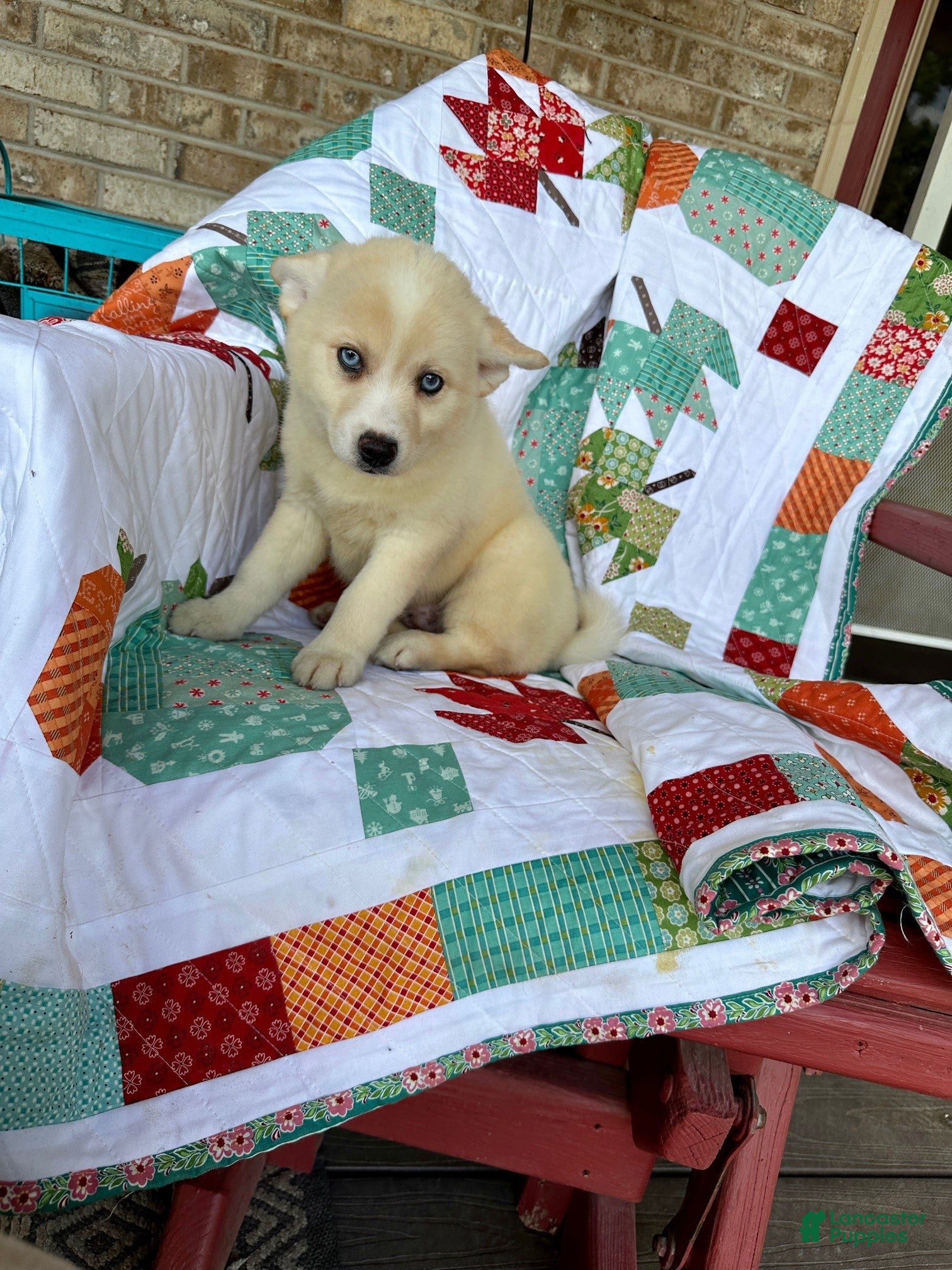 Pomsky dogs for sale: Colt - Ad 5