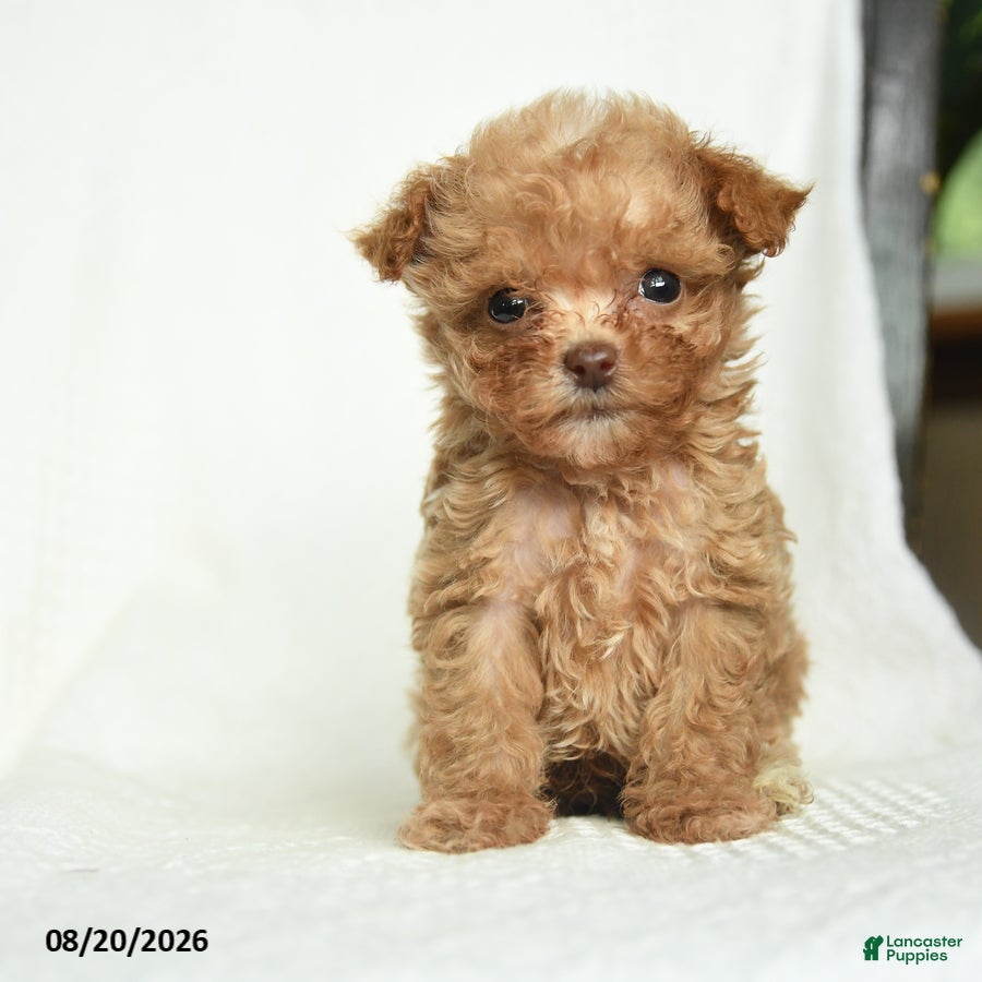 Toy Poodle dogs Jimmy - Ad 1