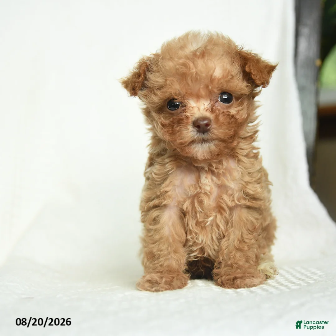 Toy Poodle dogs for sale: Jimmy - Ad 1