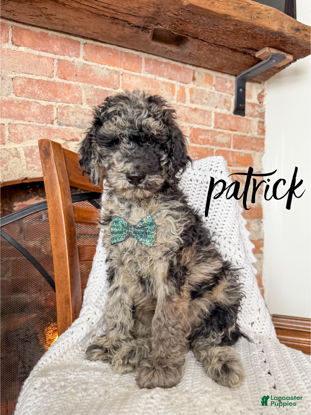 Mixed Breed dogs for sale: Patrick - Ad 1