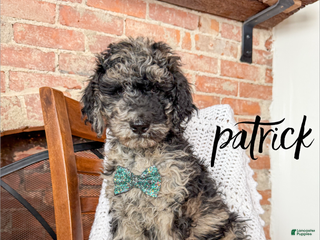 Mixed Breed dogs Patrick - Ad 35