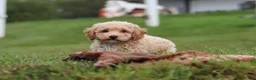 Bichpoo dogs for sale: Mia - Ad 8