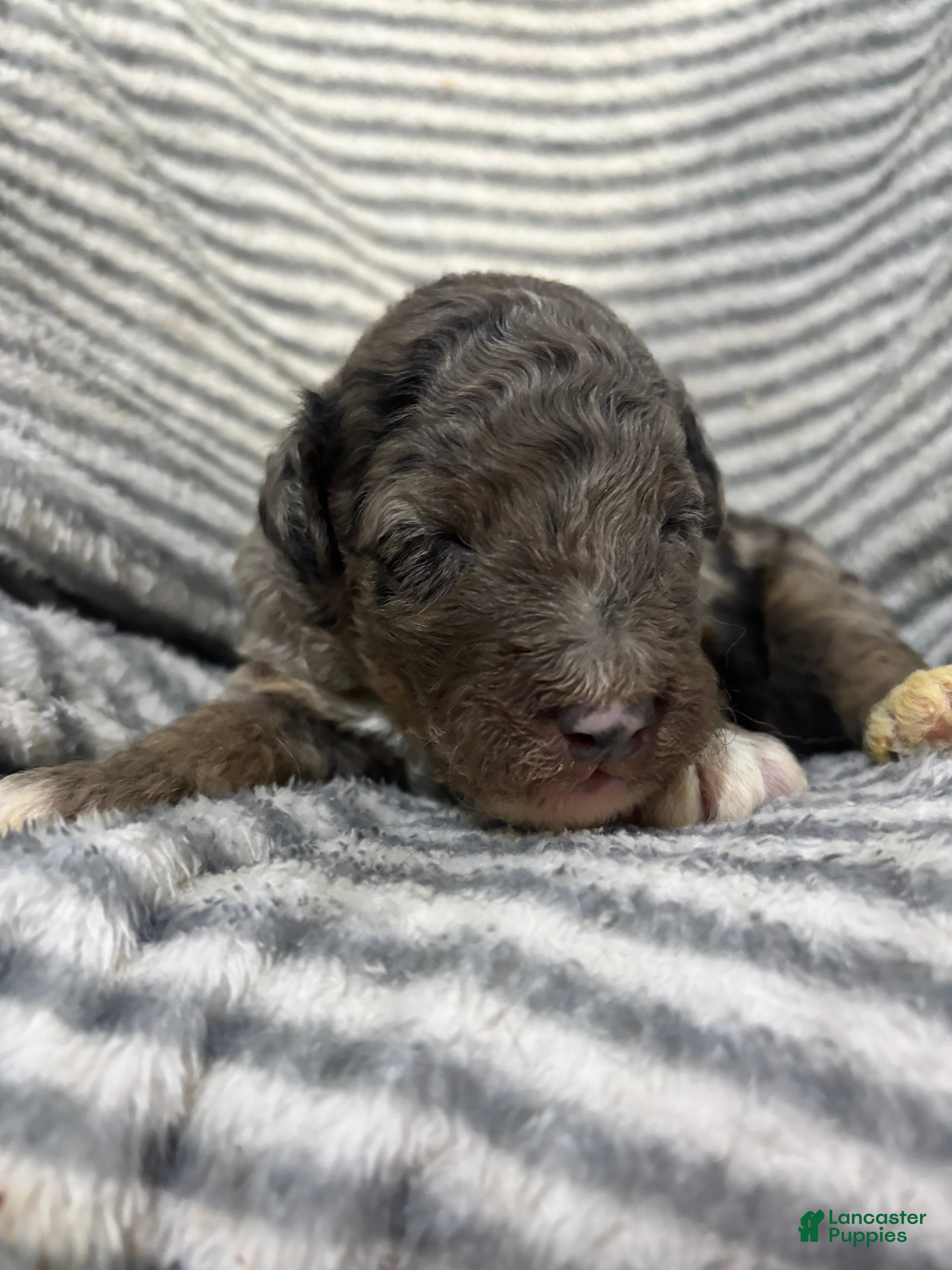 Aussiedoodle dogs Aussiedoodle 1 - Ad 1
